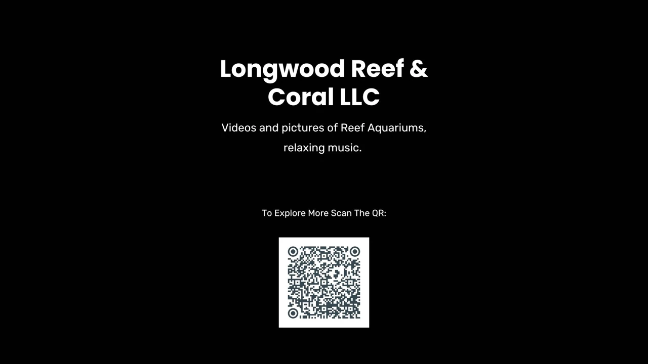 Longwood Reef & Coral project introduction — UI/UX portfolio by Hadi Hassan
